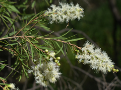 Melaleuca trichostachya
