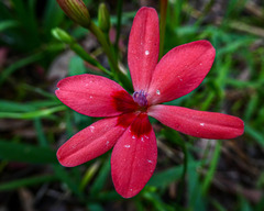 Freesia laxa