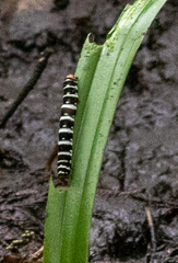 Xanthopastis regnatrix