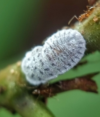 Monophlebidae
