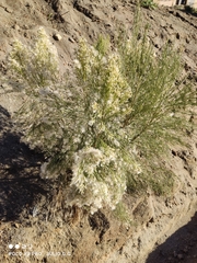 Baccharis sergiloides