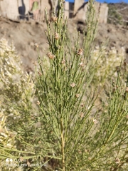 Baccharis sergiloides