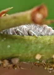 Monophlebidae