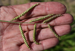 Urochloa mosambicensis