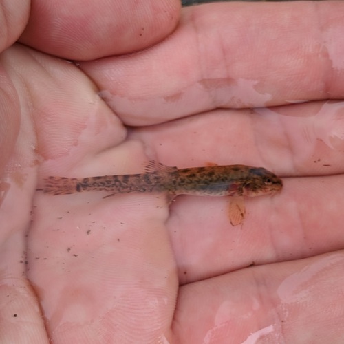 Barbatula kirinensis