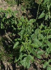 Cullen australasicum