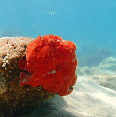 Antennarius commerson