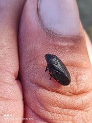 Prosapia ignifera