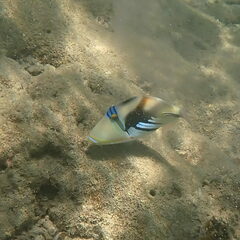 Rhinecanthus aculeatus