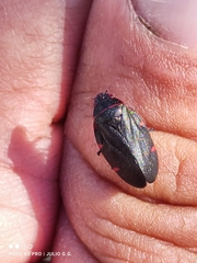Prosapia ignifera