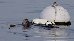 Metacarcinus gracilis