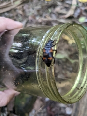 Nicrophorus nepalensis