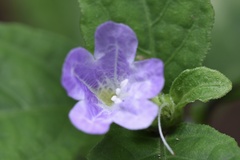 Strobilanthes tetrasperma