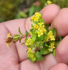 Pimelea flava flava