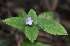 Strobilanthes tetrasperma