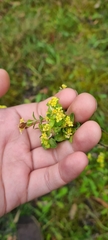 Pimelea flava flava