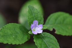 Strobilanthes tetrasperma