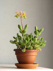 Cotyledon tomentosa