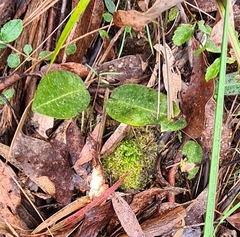 Cryptostylis