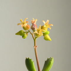 Cotyledon tomentosa