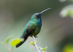 Anthracothorax prevostii