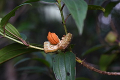 Melastoma sanguineum