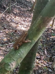 Trachycephalus mesophaeus