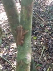 Trachycephalus mesophaeus