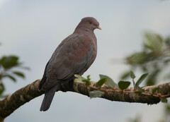 Patagioenas flavirostris