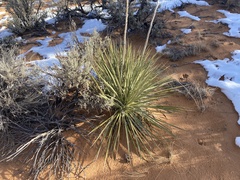 Yucca