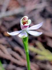 Caladenia variegata