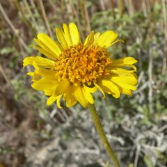 Encelia virginensis