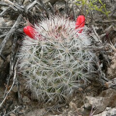 Mammillaria tetrancistra