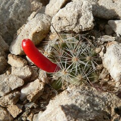 Mammillaria tetrancistra