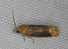 Eucosma ochroterminana