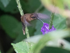 Phaethornis striigularis