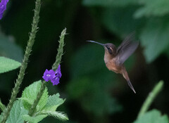 Phaethornis striigularis