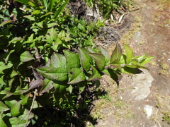 Baccharis racemosa