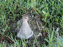 Calidris melanotos