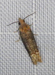Eucosma ochroterminana