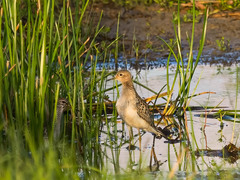 Calidris subruficollis