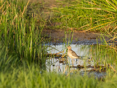 Calidris subruficollis