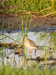 Calidris subruficollis