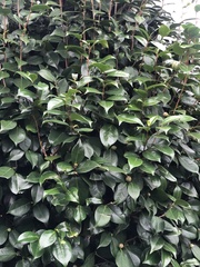 Camellia japonica