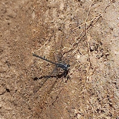 Austroargiolestes isabellae