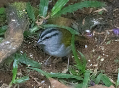 Arremonops conirostris