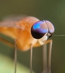 Chrysopilus ferruginosus