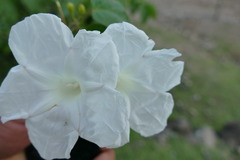 Ipomoea proxima
