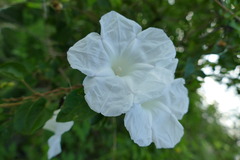 Ipomoea proxima