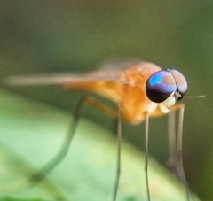 Chrysopilus ferruginosus
